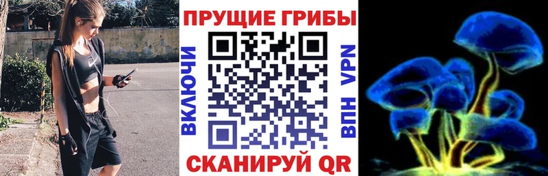 где продают наркотики  Пионерский  Галлюциногенные грибы мицелий 
